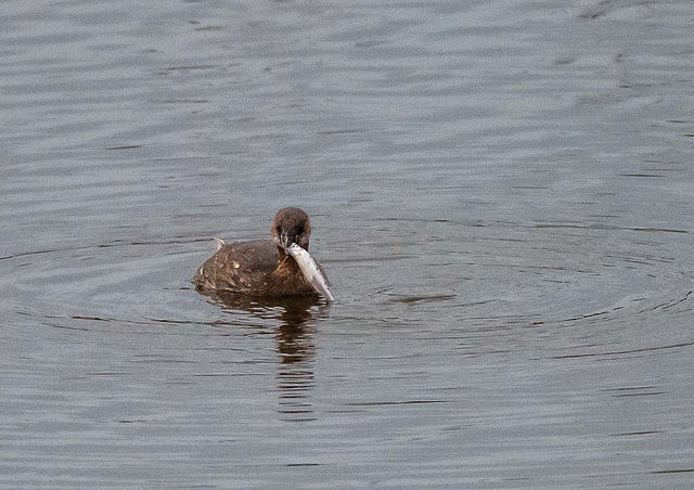 Little grebe