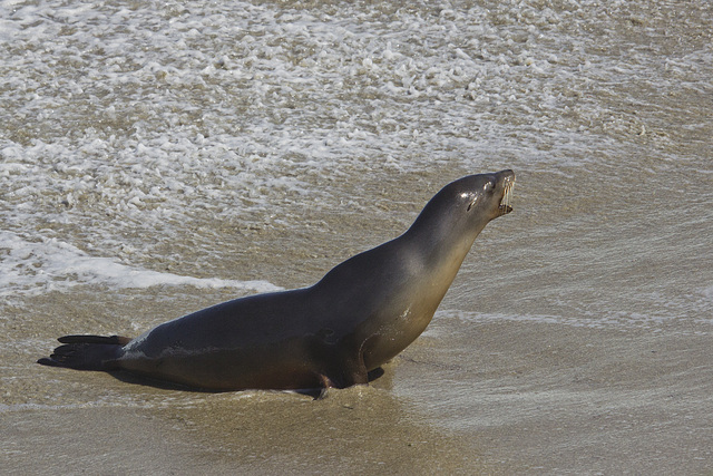 Mama seal calling her pup