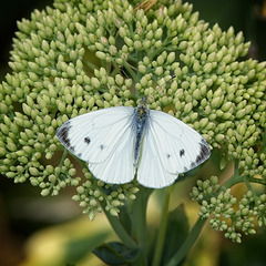 Small White Butterfly