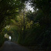Green Natural Tunnel of Cornwall Road at Mousehole Lane
