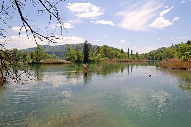 Rüdlingen - Am Alten Rhein  (1)