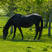 Black Beauty grazing on a sunny May afternoon
