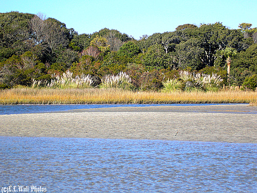 Iconic Shoreline Forest, Marsh, & Swale