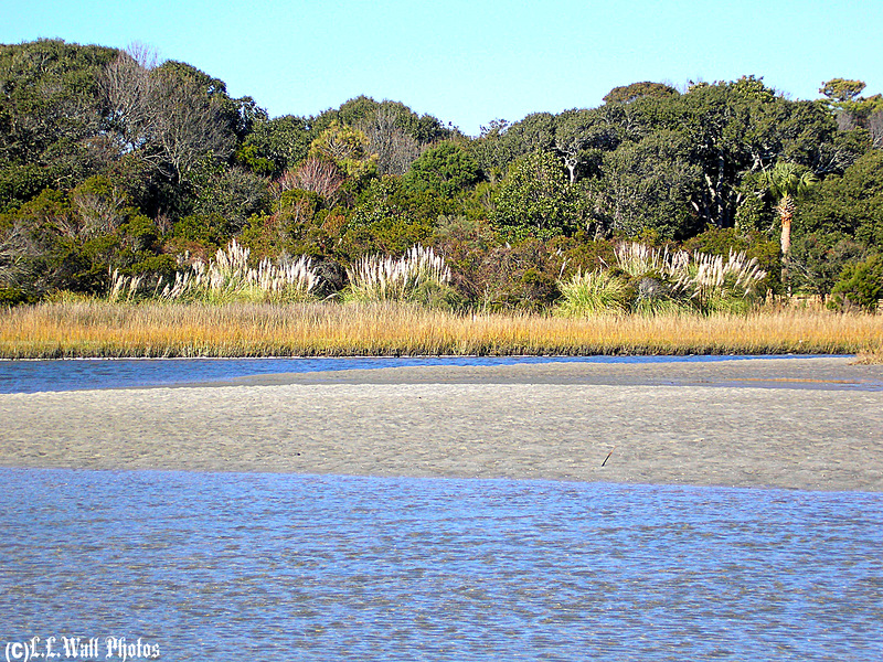 Iconic Shoreline Forest, Marsh, & Swale