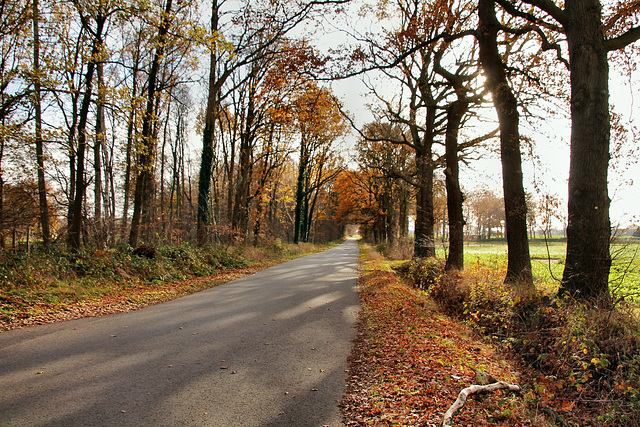 Auf dem Stenacker (Oer-Erkenschwick) / 1.12.2018