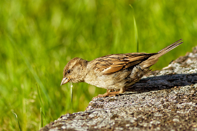 Moineau domestique