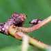 20110519 2902RMw [D~MI] Insekt, Großes Torfmoor, Hille-1