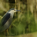 Un habitant du marais souvent caché.