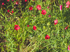 Mixed Flowers