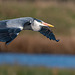 Grey heron