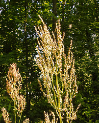 20230531 0422CPw [D~LIP] Rispen-Sauerampfer (Rumex thyrsiflorus), UWZ, Bad Salzuflen