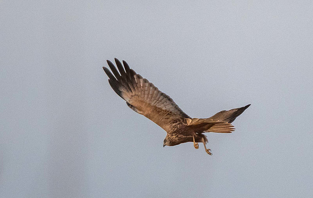 Marsh harrier