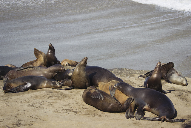 Seal pile