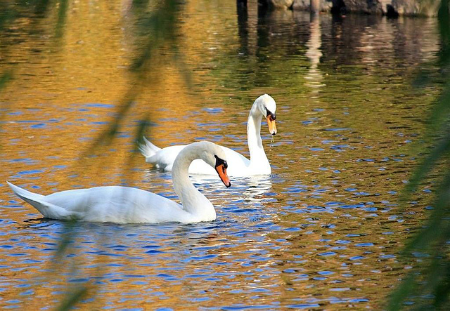 Swans at Boston Common