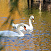 Swans at Boston Common