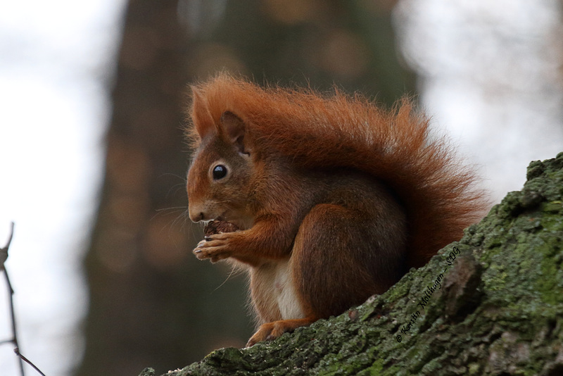 Eichhörnchen