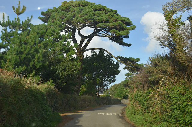Cornwall Narrow Road of Boslandew Hill