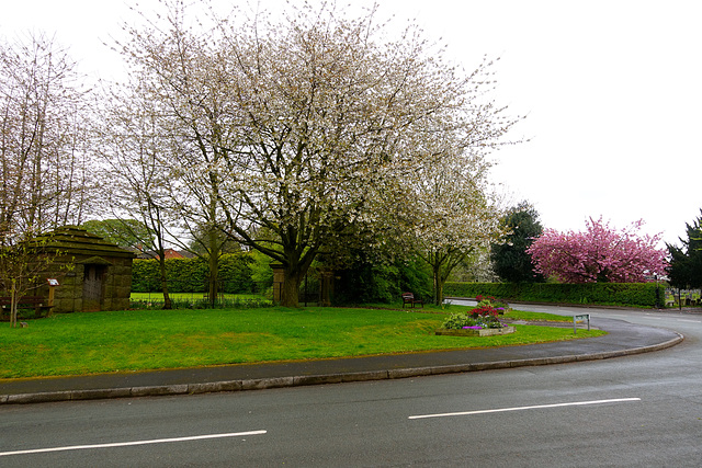 Spring blossom