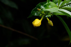 IMG 7962