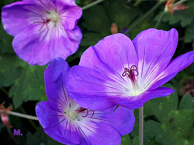 Geranium himalayense @++