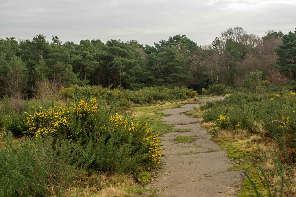 Bidston Hill 12