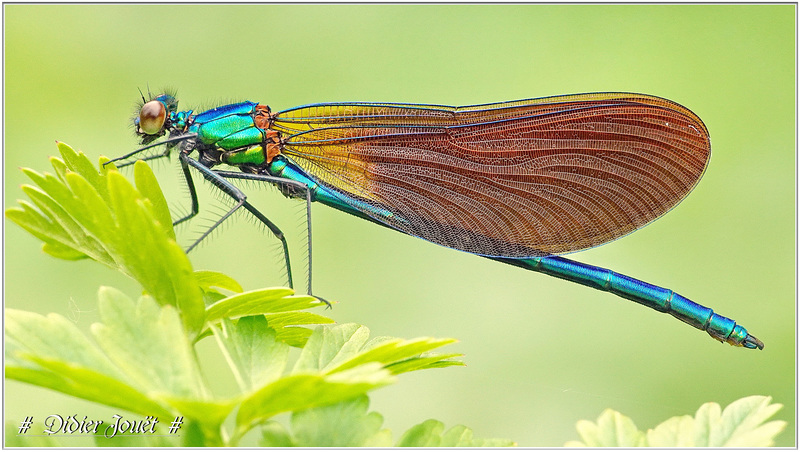 Caloptéryx Vierge (Calopteryx virgo)