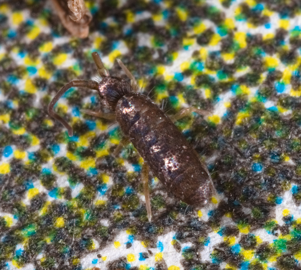 IMG 7741Springtail