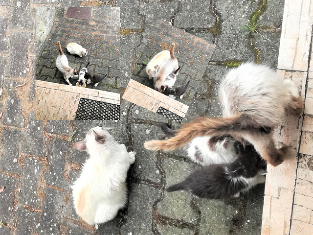 Small trough for a family of four