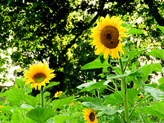 Helianthus  Anuus