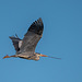 Grey heron