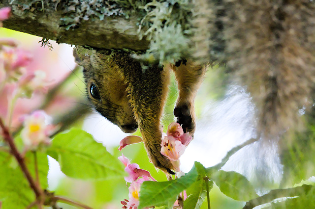 Squirrel likes flowers