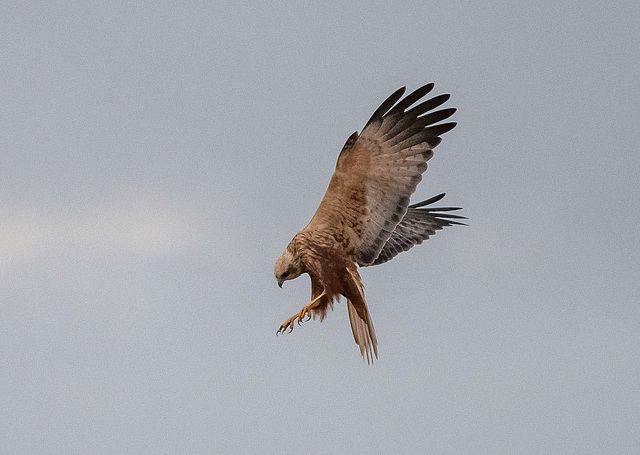 Marsh harrier