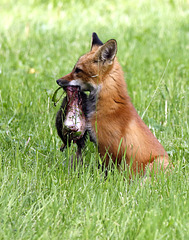 le repas du renard