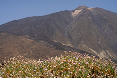 Teide..  Teneriffa