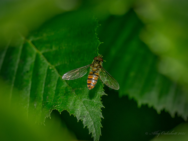 Marmalade Hoverfly-2