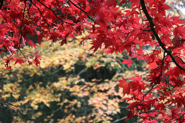 Autumn colour