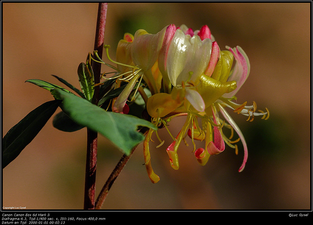 IMG 7127.jpg  EOS6DMARKII  TEST