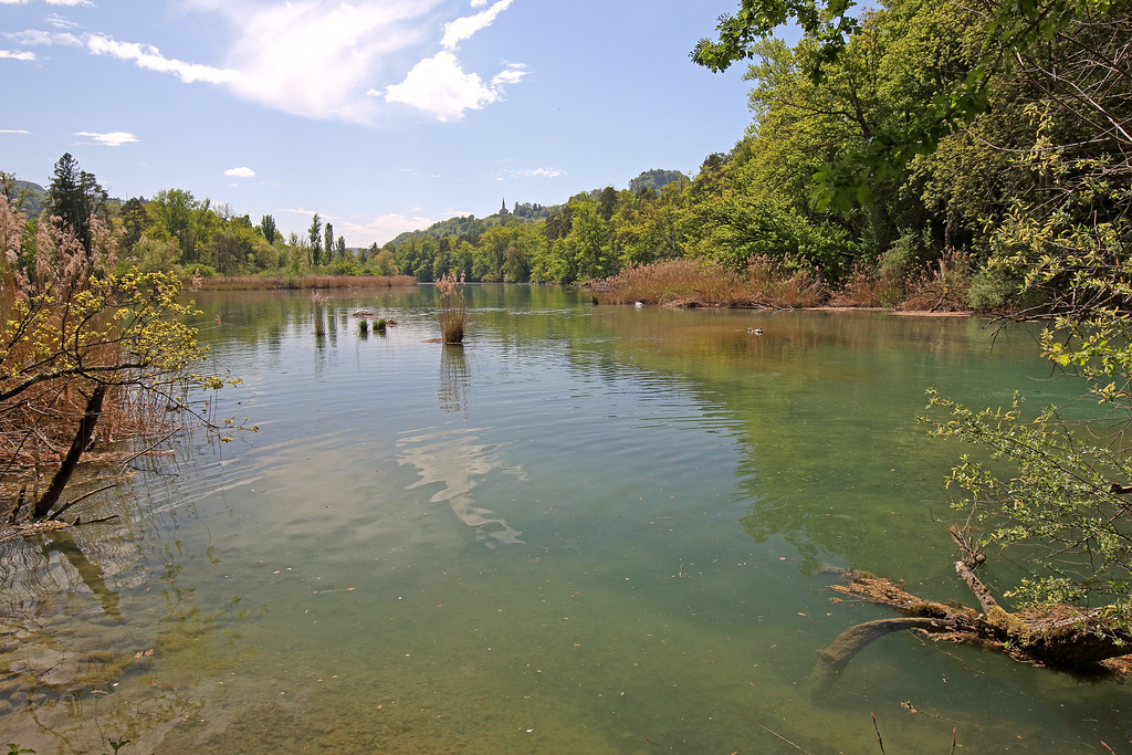 Rüdlingen - Am Alten Rhein  (3)