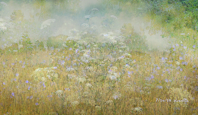 Early morning meadow.