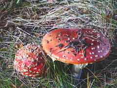 Amanita Muscaria