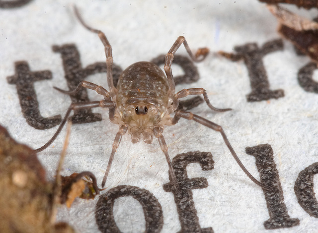 IMG 7743Harvestman