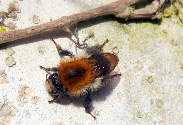 Wildbiene genießt die Frühlingssonne