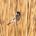 Reed bunting