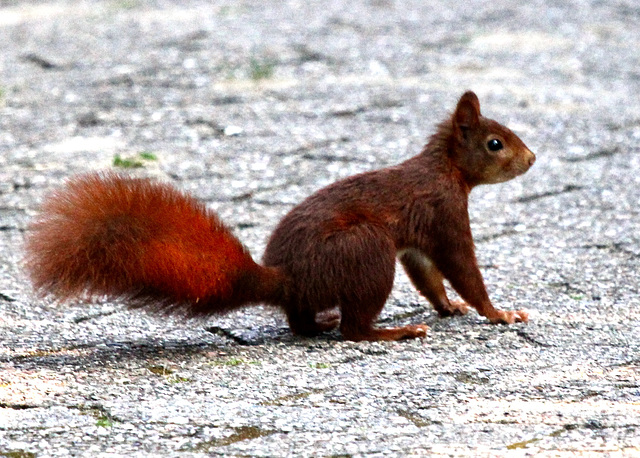 Das Eichhörnchen schaut mit großen Augen und weg war es (2 pips) Das Eichhörnchen schaut mit großen Augen und weg war es (2 pips)