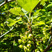 20230531 0424CPw [D~LIP] Rote Johannisbeere (Ribes rubrum agg),  UWZ, Bad Salzuflen