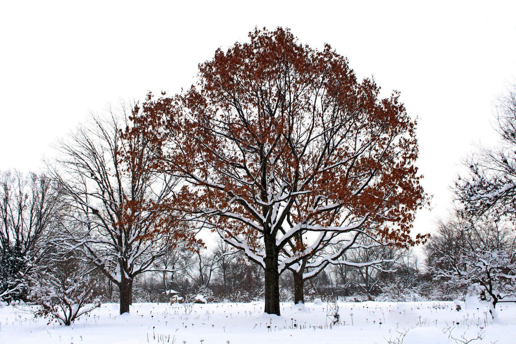 couleurs hivernalr