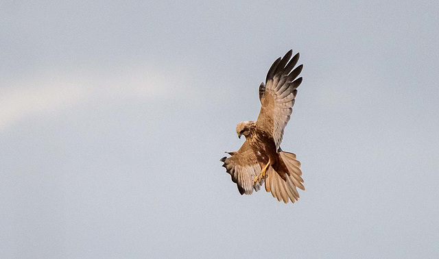 Marsh harrier