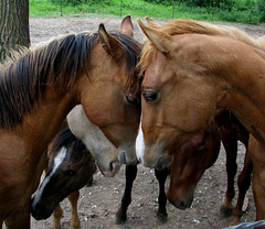 Nokotas in conversation.