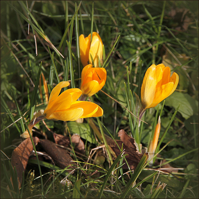 Crocus du Nord