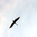 fliegender Storch im Pfrungen-Burgweiler Ried